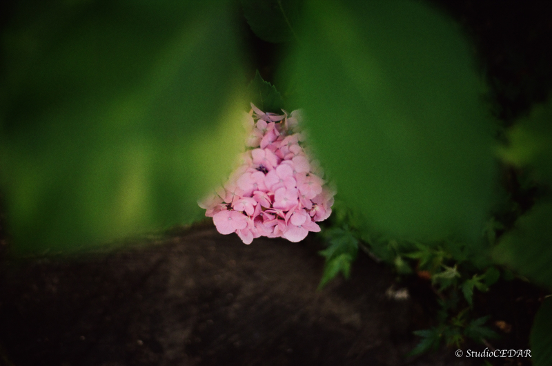 CONTAXAria 作例