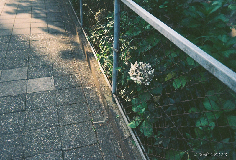 Kodak EKTAR H35 作例