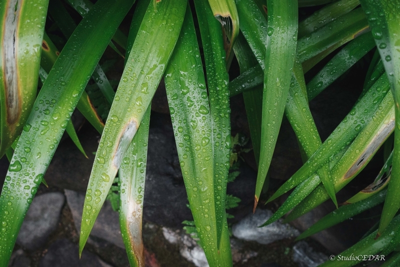 RX100m3 作例