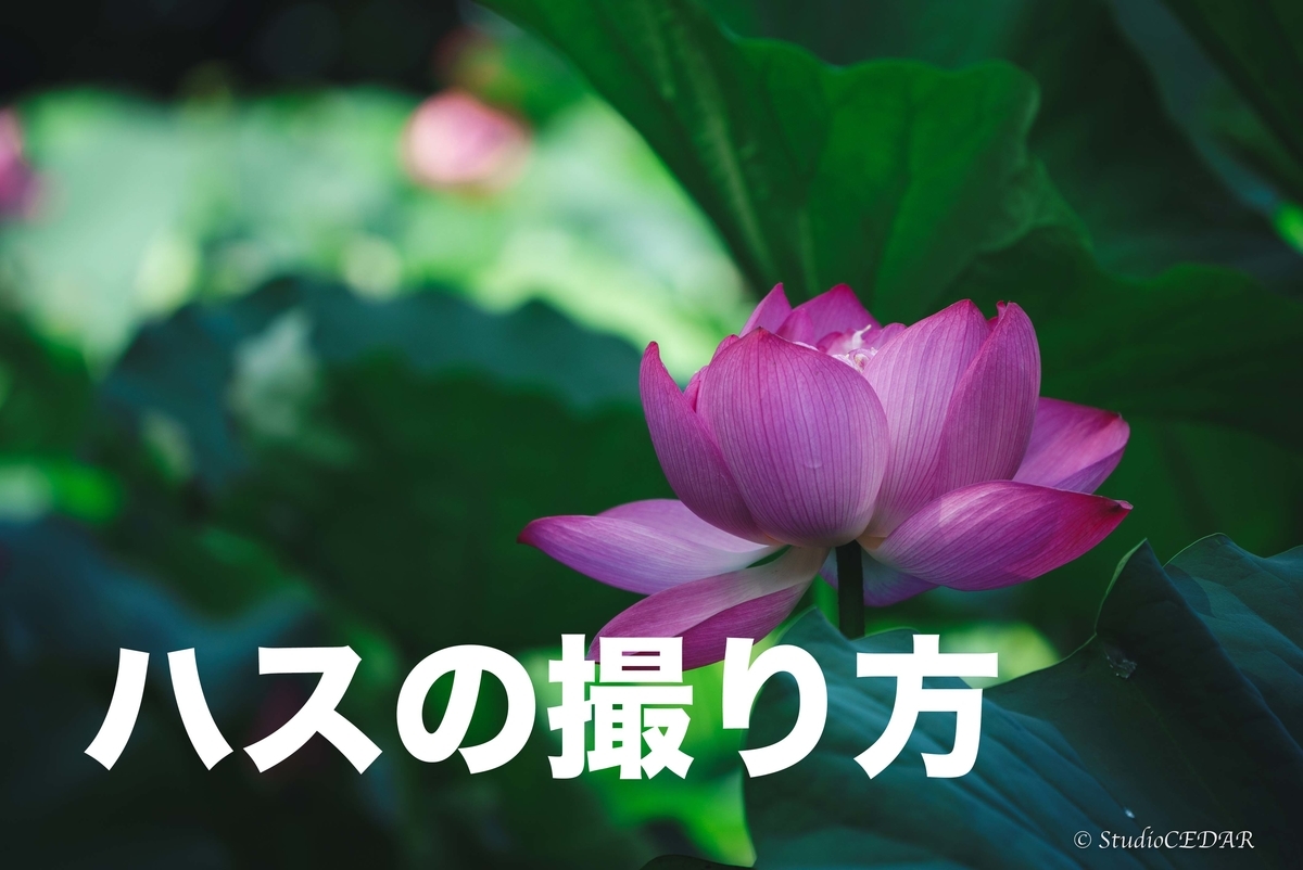 蓮 ハス の上手な撮り方のコツ 22年版 すぎっち のジモログ