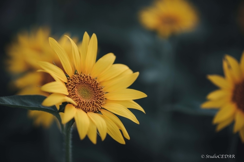 X-E2 作例