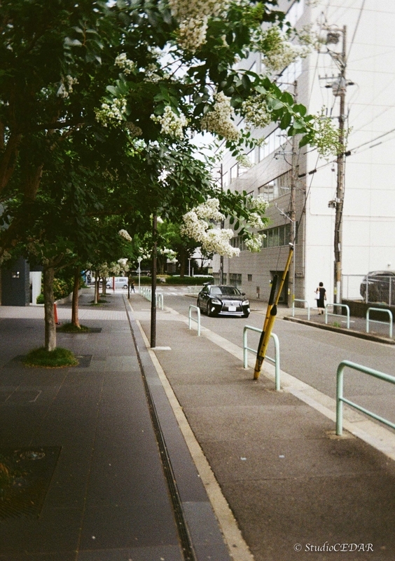 作例】コダック ハーフサイズフィルムカメラ EKTAR H35の写真