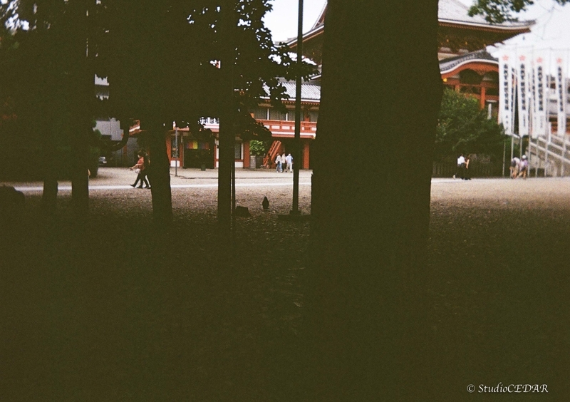 コダック ハーフカメラ EKTER H35N(作例あり) 作例】Kodak EKTAR H35｜コダックのフィルムカメラ #わたしの