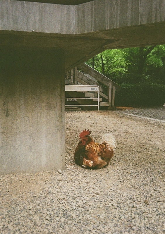 作例】コダック ハーフサイズフィルムカメラ EKTAR H35の写真