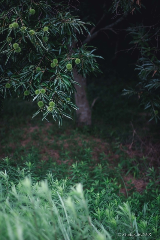 X-E2 作例