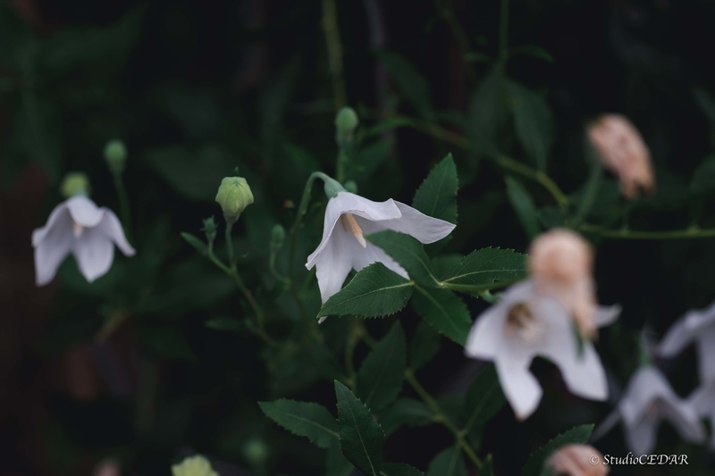 X-E2 作例