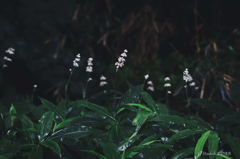 X-E2 作例