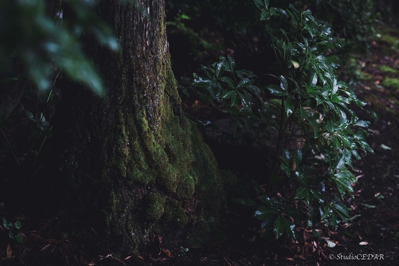 X-E2 作例