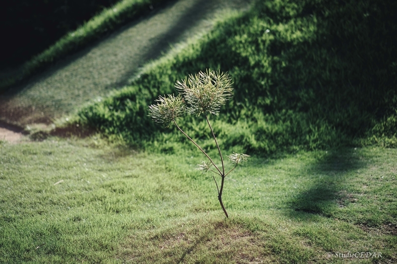 X-E2 作例
