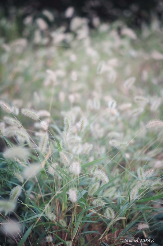 X-E2 作例
