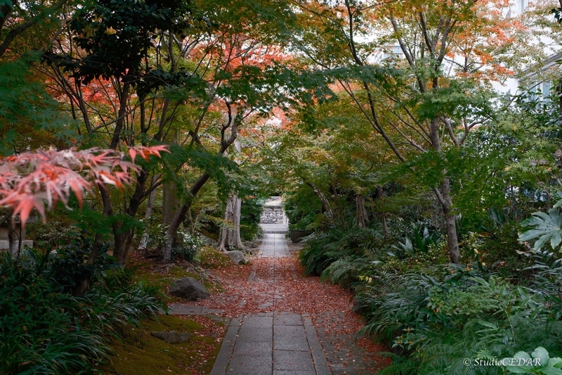 富士フィルム X-T5 撮って出し 作例