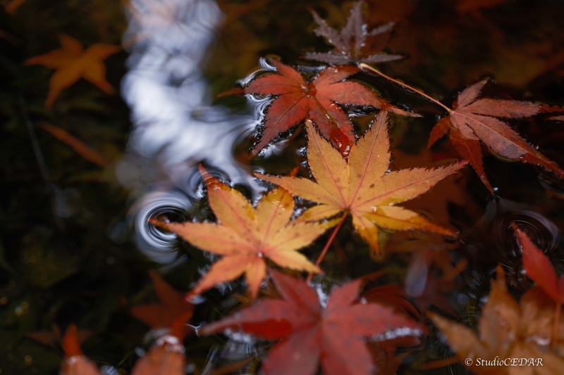 富士フィルム X-T5 撮って出し 作例
