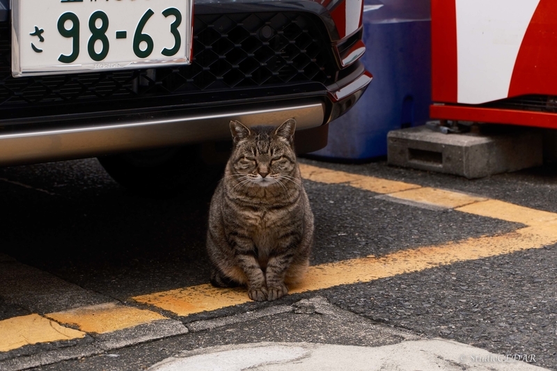 富士フィルム X-T5 撮って出し 作例