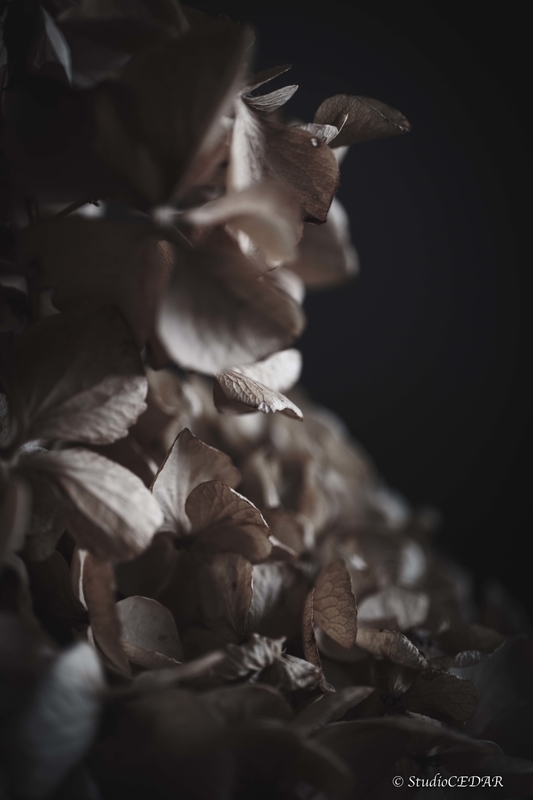 富士フィルム X-T5 作例