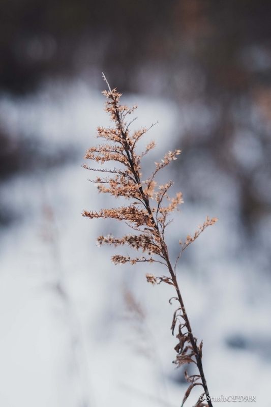 FUJIFILM X-T4 作例