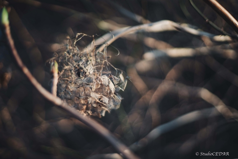 Sony α7s 作例