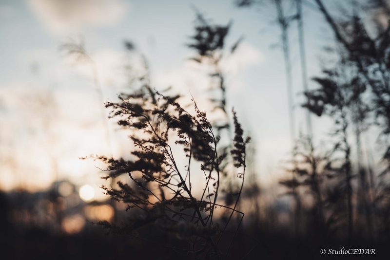 Sony α7s 作例