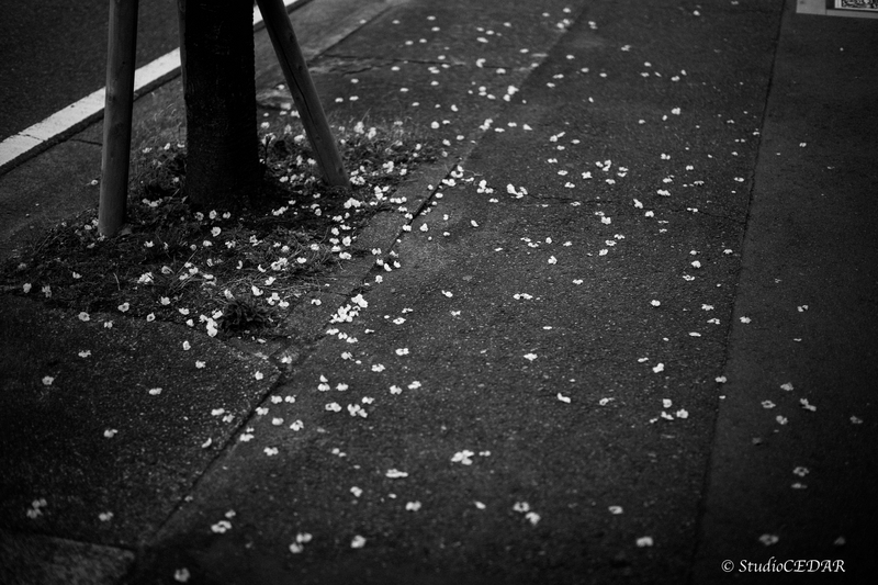 Body:Leica M10 Lens:Leica summilux-M f1.4/50mm ASPH. 4th