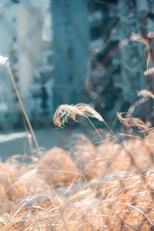 Body:Leica M10 Lens:Summilux 50mm F1.4 ASPH. 4th