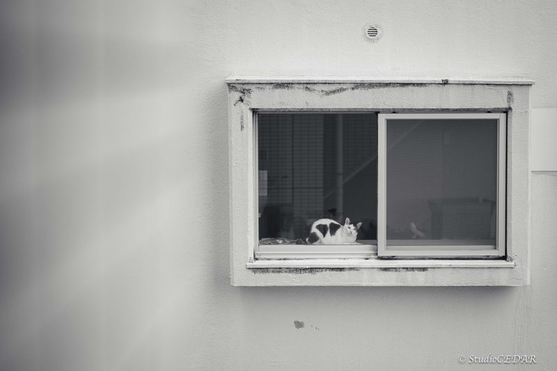 Body:Leica M10 Lens:Summilux 50mm F1.4 ASPH. 4th