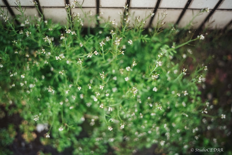 Body:Leica M10 Lens:Summilux 50mm F1.4 ASPH. 4th