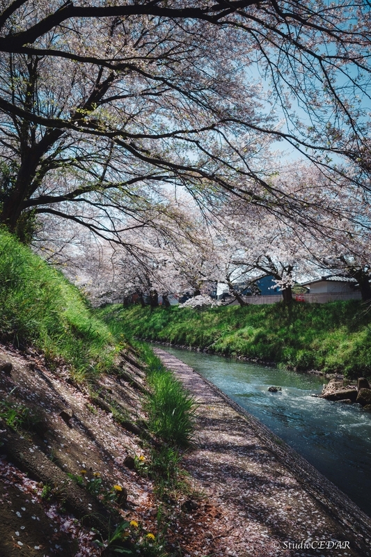 カメラの中のボクの世界