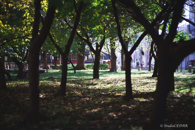 Body:Sony a7s Lens:Summilux 50mm F1.4 ASPH. 4th
