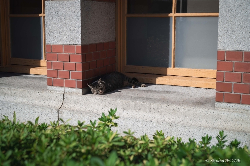 Body:Sony a7s Lens:Summilux 50mm F1.4 ASPH. 4th