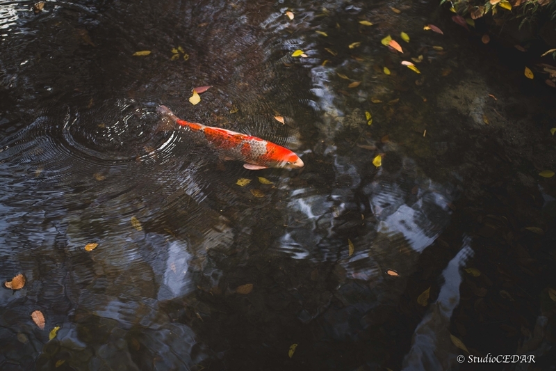 Body:Leica M10 Lens:Summilux 50mm F1.4 ASPH. 4th