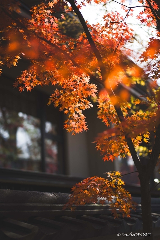 Body:Leica M10 Lens:Summilux 50mm F1.4 ASPH. 4th