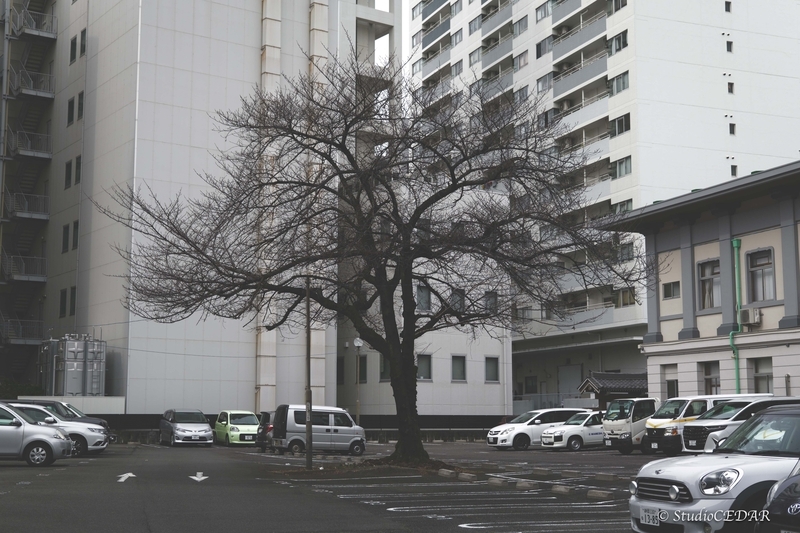 LUMIX S9 作例