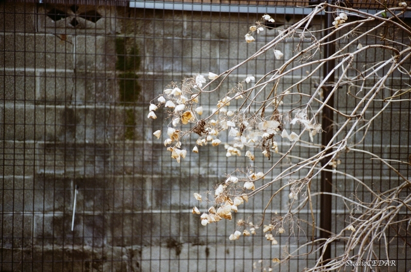 Rollei 35AF 作例