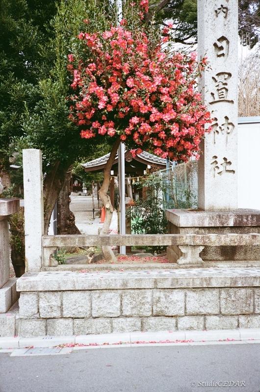 Rollei 35AF 作例