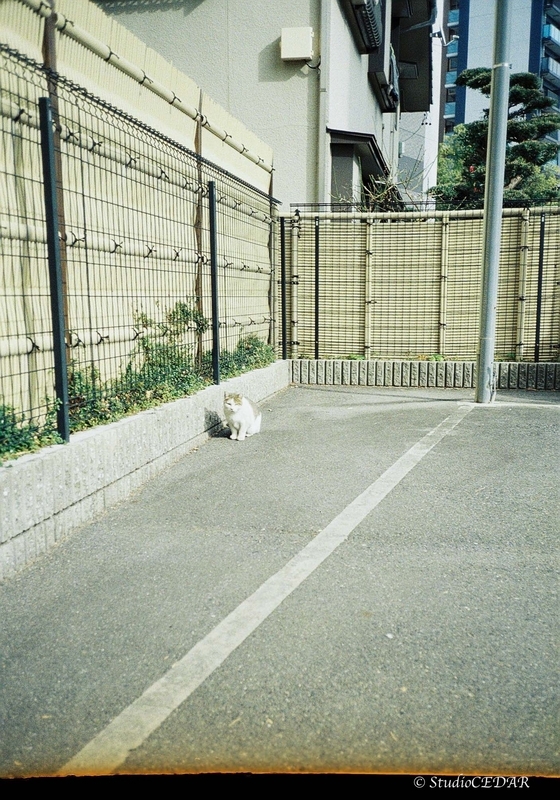 Rollei35AF 作例