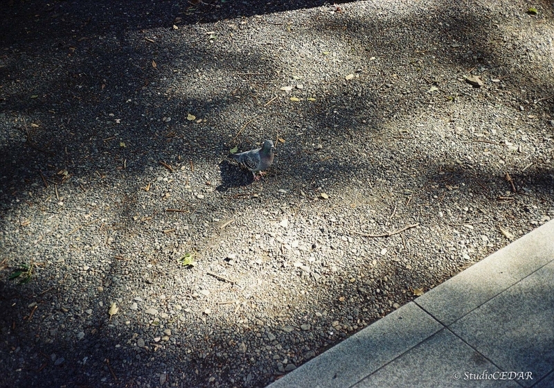 Rollei35AF 作例