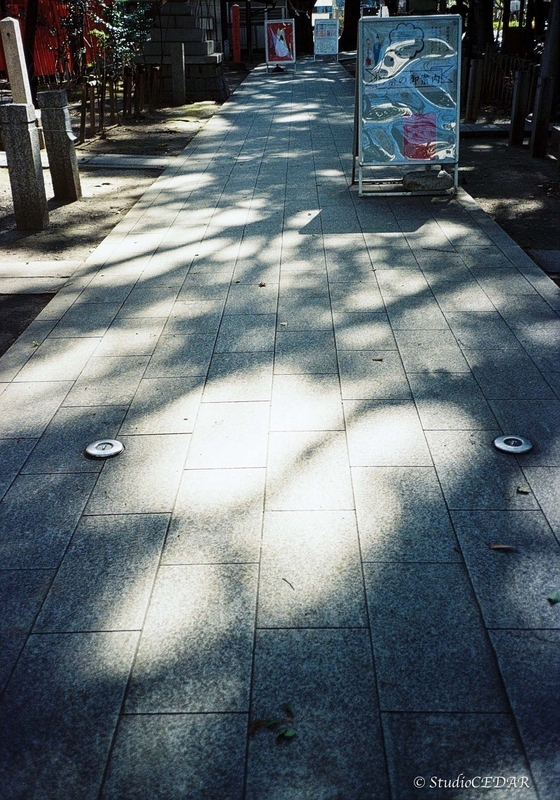 Rollei35AF 作例