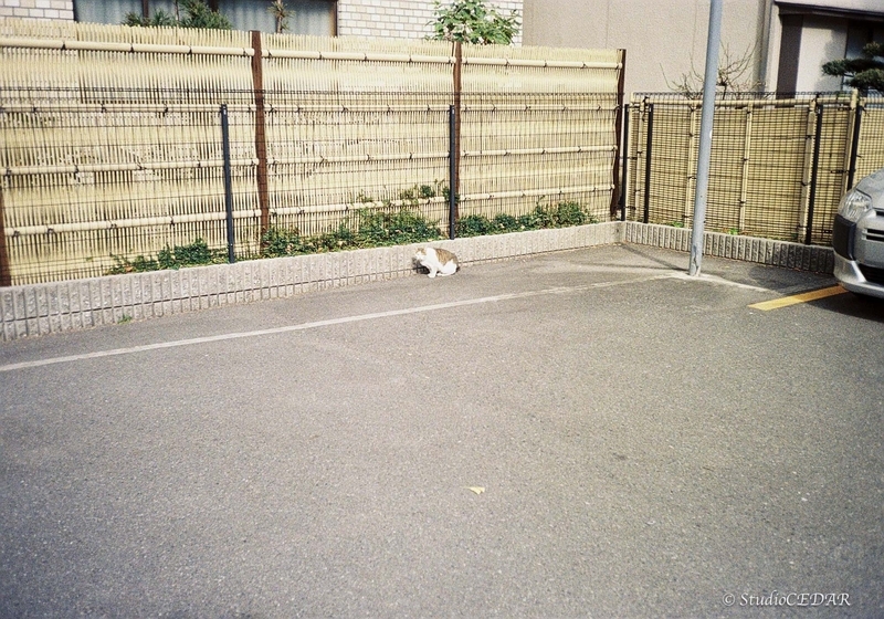 Rollei35AF 作例