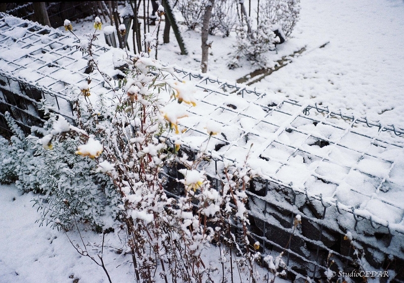 Rollei35AF 作例