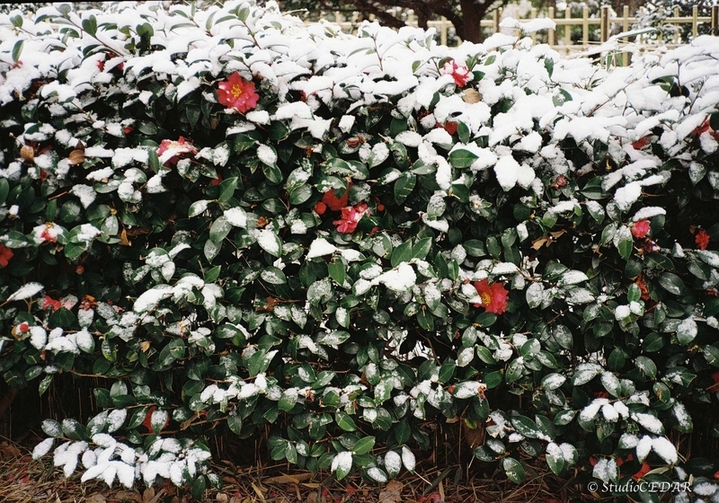 Rollei35AF 作例