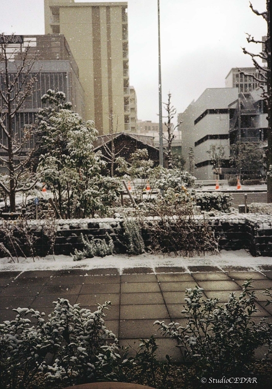 Rollei35AF 作例
