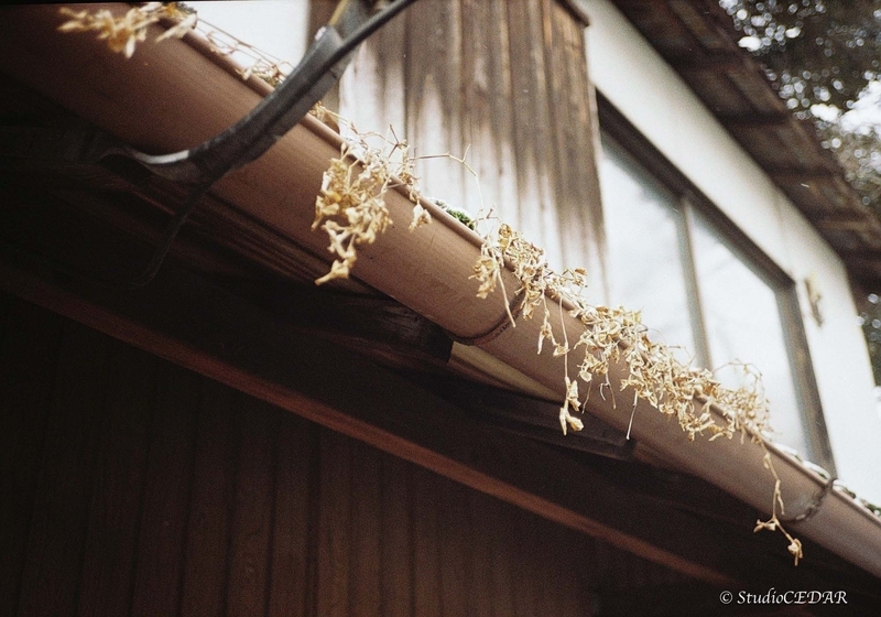 Rollei35AF 作例