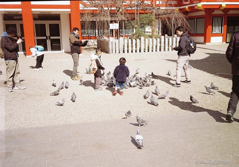 Rollei35AF 作例