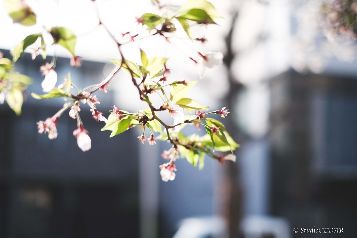 Body:FUJIFILM X-T4 Lens:FUJIFILM XF35mmF1.4R