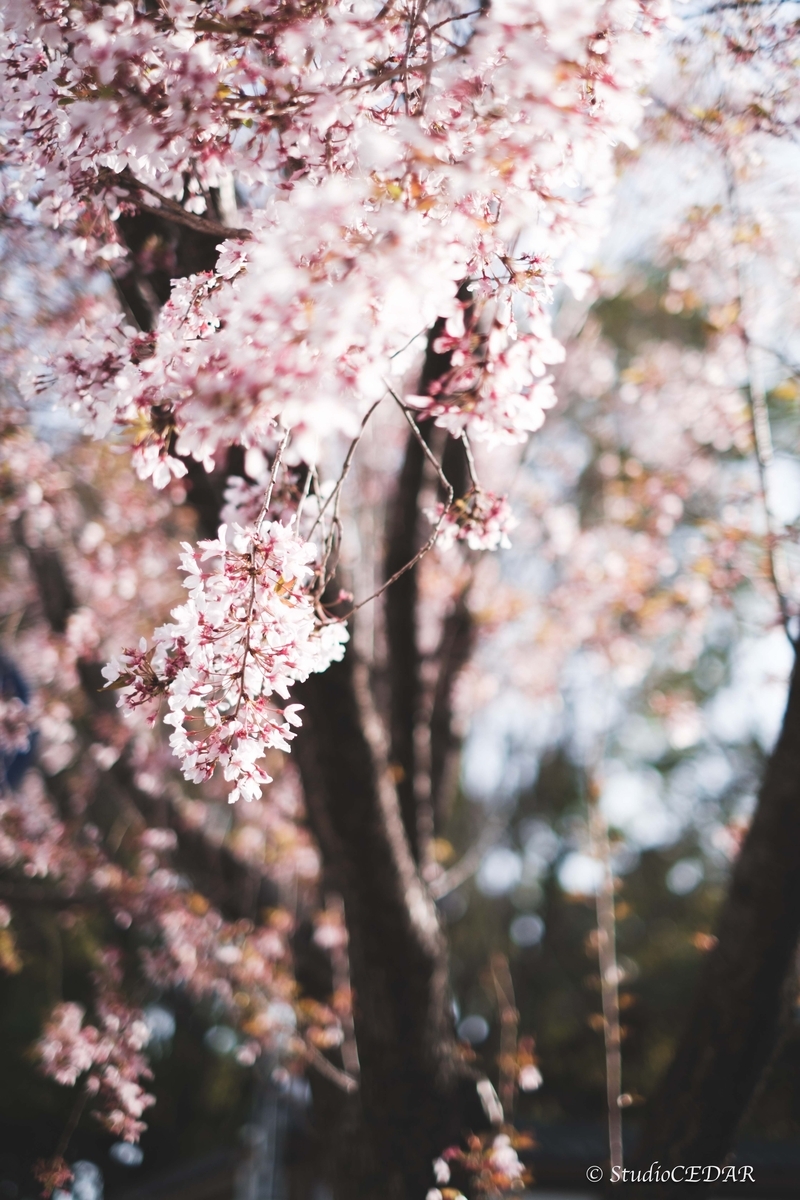 Body:FUJIFILM X-T4 Lens:FUJIFILM XF35mmF1.4R