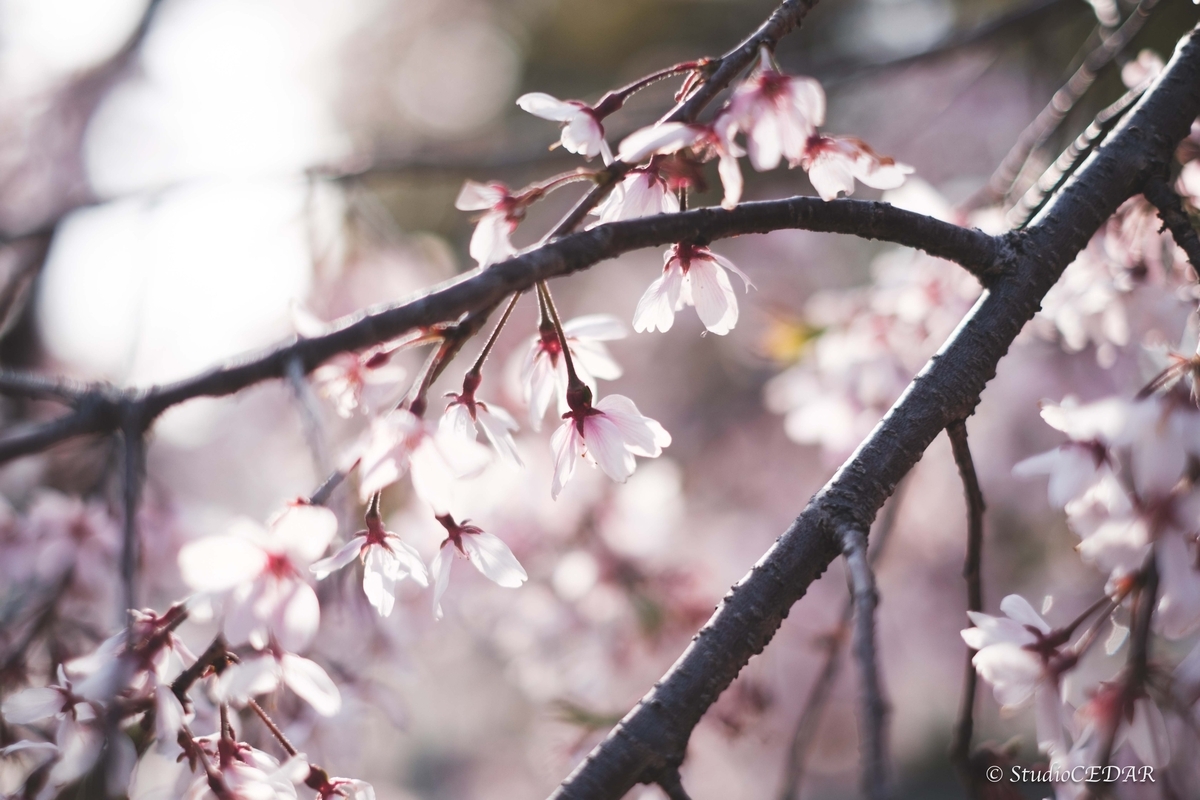 Body:FUJIFILM X-T4 Lens:FUJIFILM XF35mmF1.4R