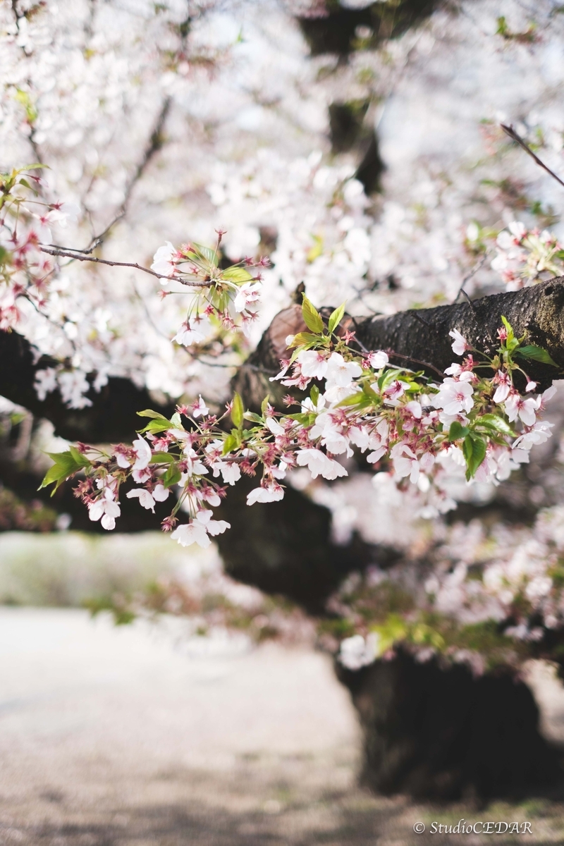 Body:FUJIFILM X-T4 Lens:FUJIFILM XF35mmF1.4R