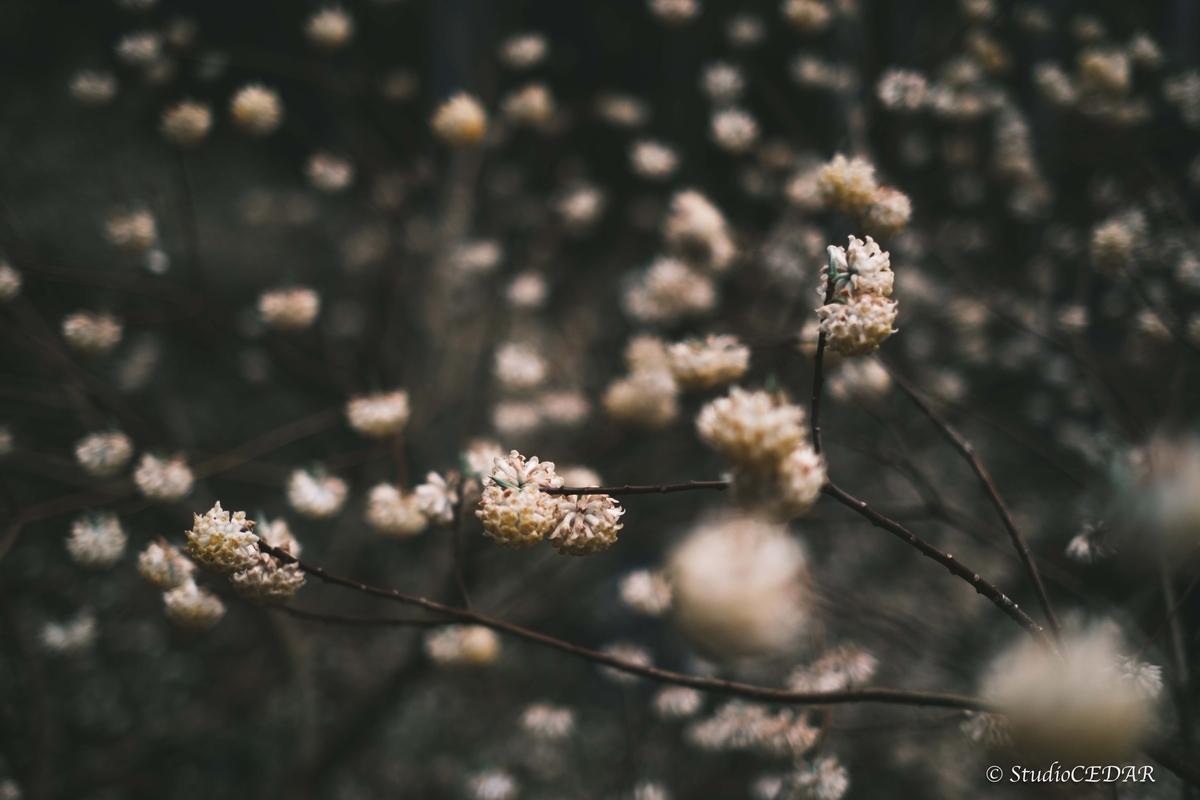 Body:FUJIFILM X-T4 Lens:FUJIFILM XF35mmF1.4R