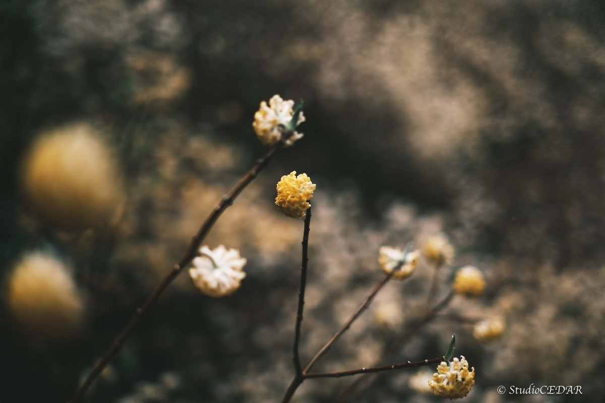 Body:FUJIFILM X-T4 Lens:FUJIFILM XF35mmF1.4R