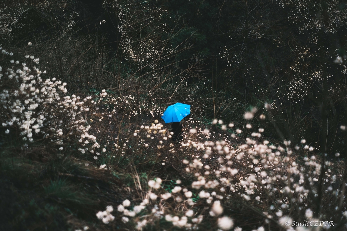 Body:FUJIFILM X-T4 Lens:FUJIFILM XF35mmF1.4R