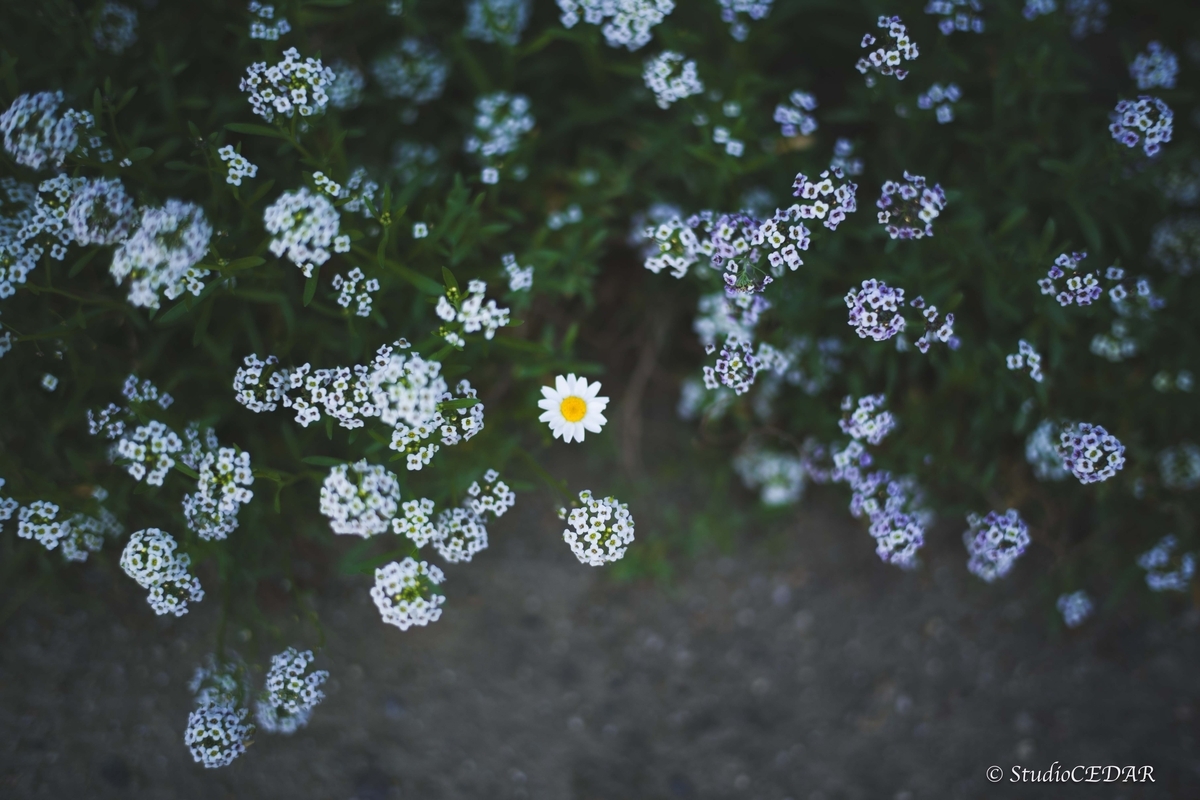 Body:Leica M10 Lens:Summilux 50mm F1.4 ASPH. 4th